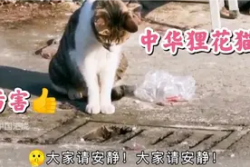 哇塞！这只中华田园狸花猫是捉鼠高手，真有王猫风范！视频封面