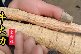 牛大力又名金钟根，注意这个要点，可轻松辨认野生和种植的区别！