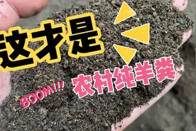 带你了解一下农村的纯羊粪，发酵完成就可以直接上盆使用，很好用视频封面