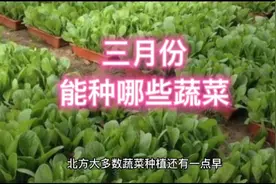 三月份哪些蔬菜可以种植？这些不要错过了，有的要抓紧时间