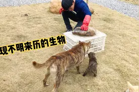 家里跑进一只会攻击人的野猫，非常凶猛，狗子都拿它没有办法视频封面