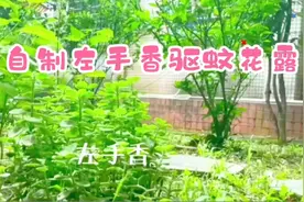 自制左手香驱蚊花露水视频封面