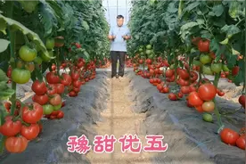河南农业大学科教选育高产水果番茄豫甜优五，亩产高达2万多斤！视频封面