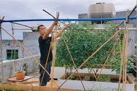 楼顶种的小番茄长势太好了，今天给它搭架子结果子，一起看看吧视频封面
