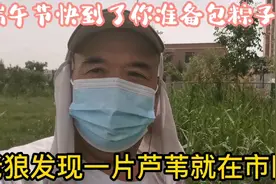 乌鲁木齐市区里就能摘到芦苇叶，包粽子有股特殊香味，你有包过吗视频封面