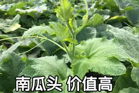 南瓜头又称“盘肠草”，70岁老农告诉你，比南瓜还值钱！视频封面