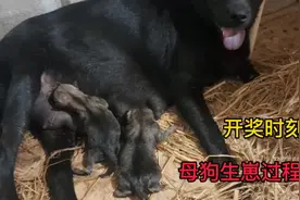 狗场每天惊喜不断，带你看母狗生崽全过程。视频封面
