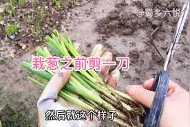 白露过后栽葱，在这个位置剪一刀，3天缓苗，后期长得绿油油视频封面