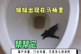早上马桶里发现一只蝙蝠，门窗都关着，很奇怪它是从哪里来的