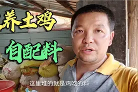 山林散养土鸡给它吃什么，看我是怎样自配料喂鸡的视频封面