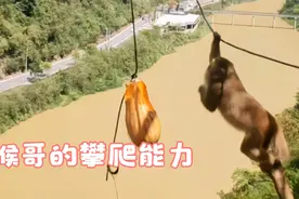 猴子自然环境下生存能力攀爬能力相当高
