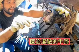 老黄牛因为一点小伤，导致牛蹄灌脓溃烂，牛主人肠子都悔青了视频封面