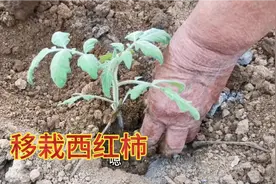 农村72岁老人教你栽西红柿秧，步步详细，成活率高不缓苗，学学吧视频封面