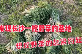 发现长沙一挖野菜圣地，野胡葱成片的大把多，想挖野菜的赶紧约起视频封面