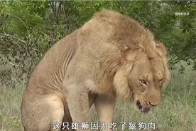 狮子报仇吃了鬣狗肉，结果上吐下泻，胆汁都吐出来了，太臭了！视频封面