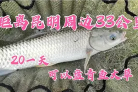 距昆明33公里，收费一天仅20，大青大草随你盘，非常适合休闲垂钓视频封面