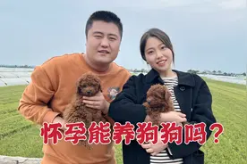 小夫妻农村做电商生活无聊，朋友送了2只泰迪，小惠虽怀孕但想养视频封面