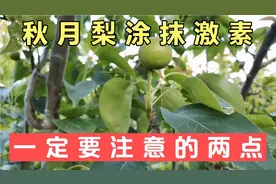 又到了秋月梨涂抹激素的时候了，有两个点果农要谨记，记得收藏
