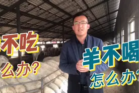 羊场最常见病，羊不吃不喝，如何快速治疗？即简单又实用。视频封面