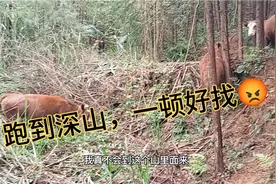 三个女人又被牛摆了一道，直接跑到深山去了，差点把黑仔困住了！视频封面