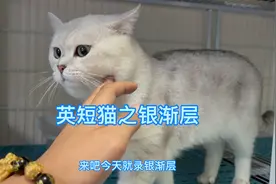 英短猫之银渐层：很多人分不清银渐层跟银点，长相非常相似