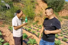 农村大叔边放牛边聊天，也能把我毛逗的一愣一愣，又成开心果啦视频封面