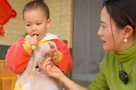 家里要砌围墙了，小妹儿种的甘蔗不能留了，把它们砍回家吃了吧视频封面
