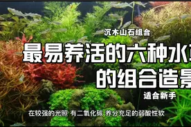 适合新手的六种易活水草与沉木山石组合造景视频封面
