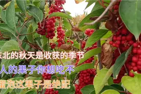 东北林区是收获的季节，诱人的五味子果子泡蜂蜜绝配，喝了还想喝视频封面