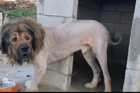 各种狗狗吼叫声，谁最霸气呢？视频封面