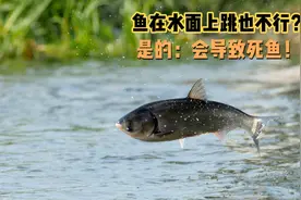 鱼总在水面上跳？这不是好兆头！一定要及时处理，不然容易死鱼！视频封面