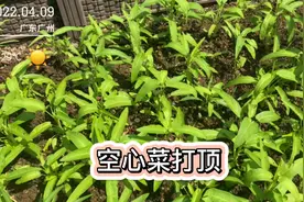 收获今年的第一茬空心菜，空心菜这样打顶会越长越多，一棵变一堆视频封面