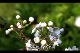 梨花的功效