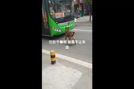 这狗狗今天到底是怎么啦！总是拦着#公交车 不让走视频封面