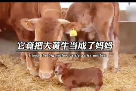 一头牛和一只狗的故事视频封面