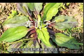 车前子的功效与作用视频封面