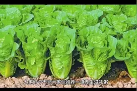 胡萝卜和此物一起煮，失眠好了，还补气血，视频封面
