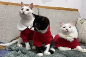 大型猫咪时装秀，音乐一响爆笑登场，猫咪戏精连滚带爬让人笑趴视频封面