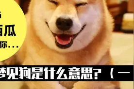 梦见狗是什么意思？做梦梦到狗好不好？（一）视频封面