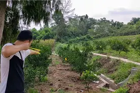 农民伯伯农药瓶乱扔，帮忙清理一下。视频封面