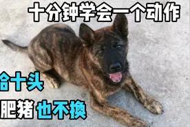 才三个月大的虎斑幼犬，新教的动作一想就会，聪明的狗万金难求视频封面