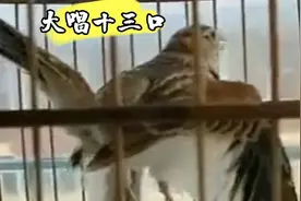 好百灵叫口欢，公鸡打鸣母鸡下蛋啥口都会，十三套口连唱精彩热闹视频封面