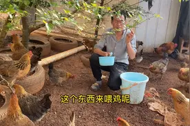 食用盐喂鸡，专业养殖户的养鸡秘诀，这招帮你多赚点钱！