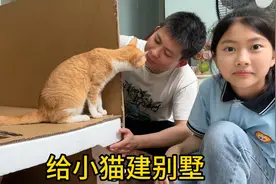 爸爸用纸箱给小猫建3层小别墅，小艾都想进去住了！视频封面