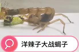 洋辣子大战蝎子，洋辣子可能对蝎子的毒针免疫。谁能打败洋辣子？视频封面