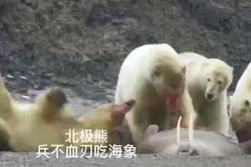 北极熊用计谋捕捉海象吃大餐视频封面
