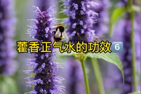 藿香正气水的功效视频封面