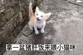 拿一盆猪肝饭来喂刚满月的小猫咪，太喜欢吃了都是大口的吃视频封面