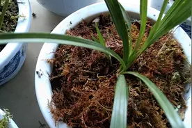 春兰要促花，宁可多浇水，万万不可使盆底见水。视频封面