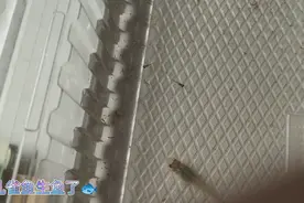 水族篇2：孔雀鱼生鱼了，要把小鱼捞出来